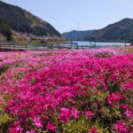 自然の生命力！復活した春の彩り！！